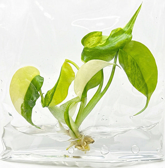 Monstera Borsigiana Aurea Variegated