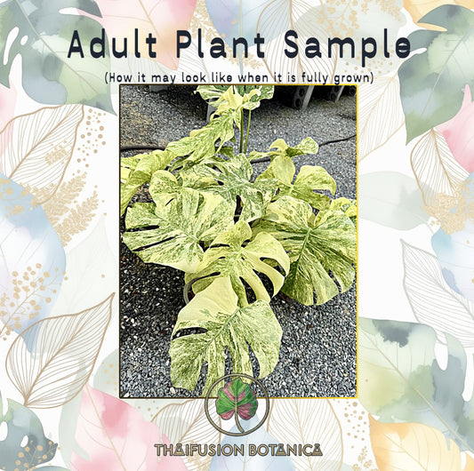 Monstera Deliciosa Legacy Variegated
