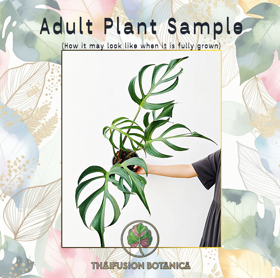 Monstera Burle Marx Flame