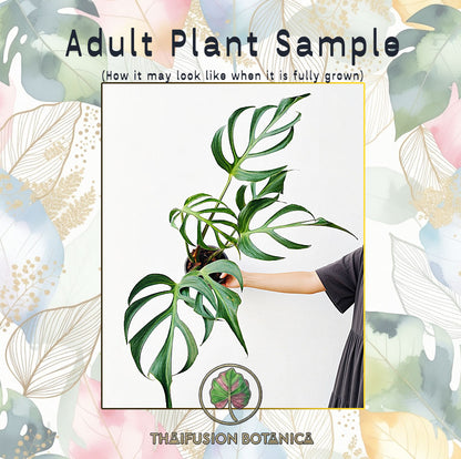 Monstera Burle Marx Flame
