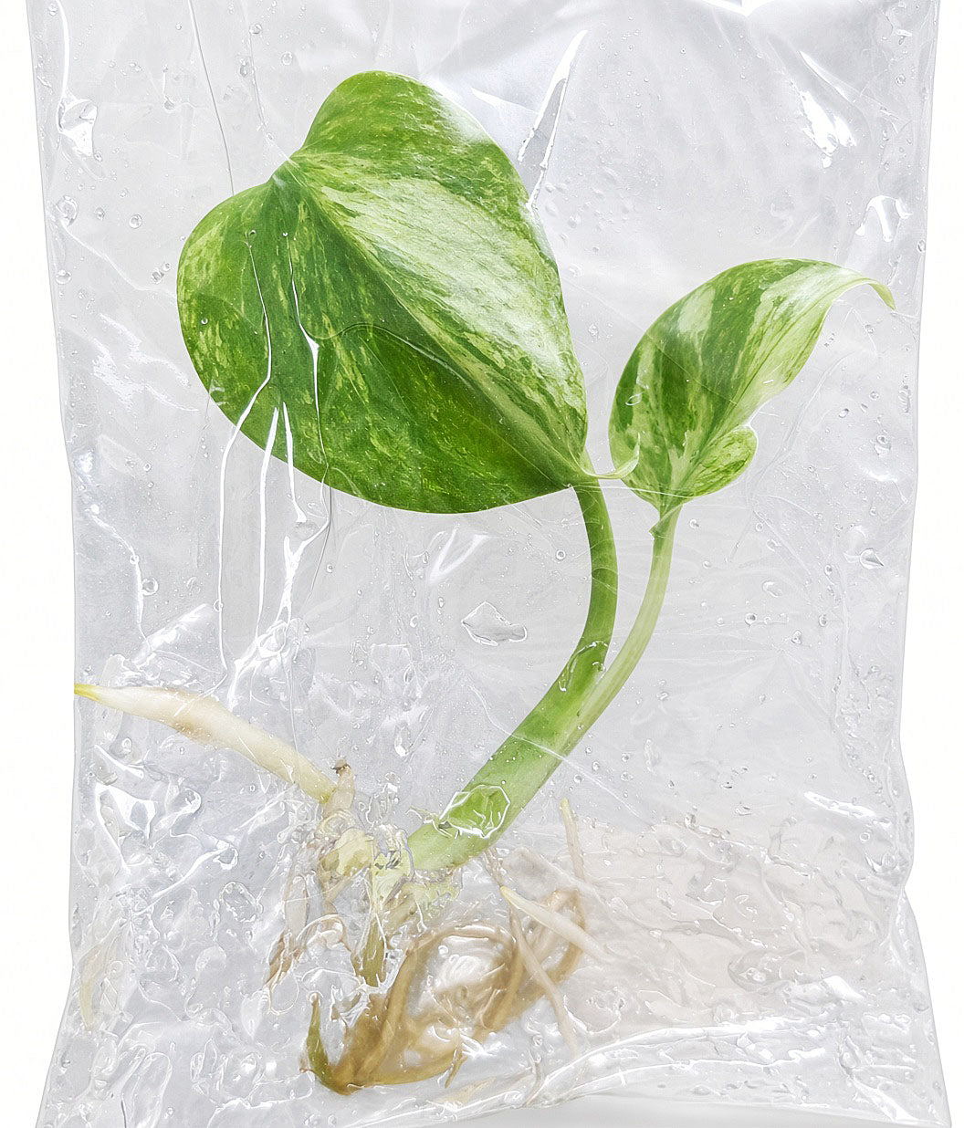 Monstera Deliciosa Ocean Mint Variegated tissue culture plantlet