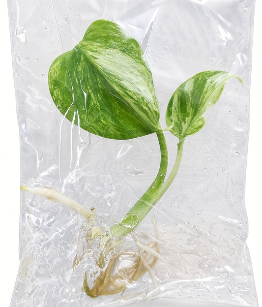 Monstera Deliciosa Ocean Mint Variegated tissue culture plantlet