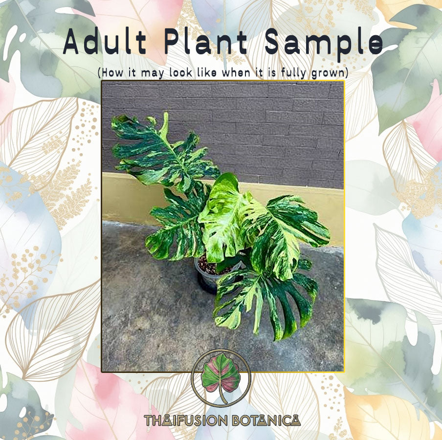 Monstera Deliciosa Ocean Mint adult plant sample