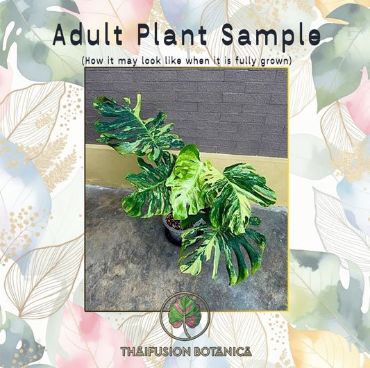 Monstera Deliciosa Ocean Mint adult plant sample