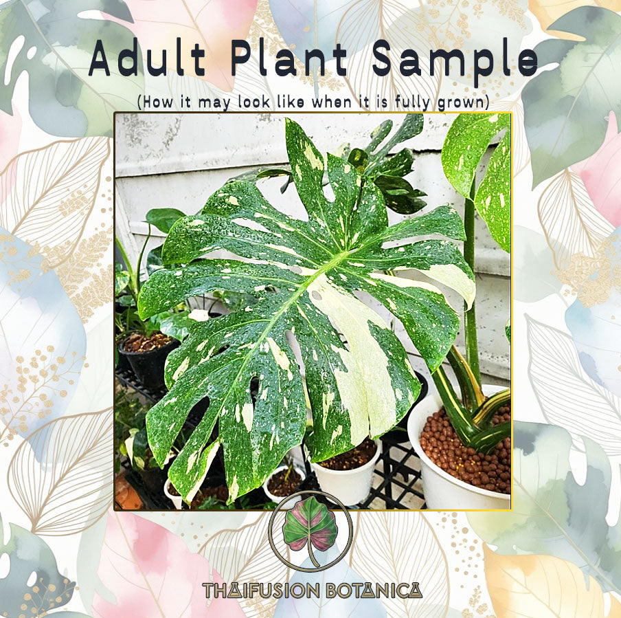 Monstera Thai Constellation Variegated (Grade A)