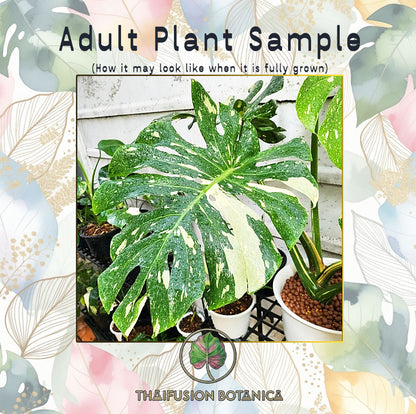 Monstera Thai Constellation Variegated (Grade A)