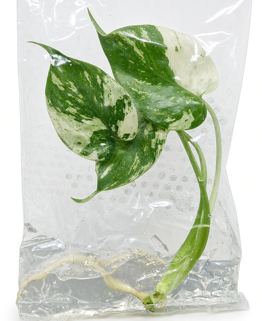 Monstera Deliciosa Jungle Mint Variegated tissue culture plantlet
