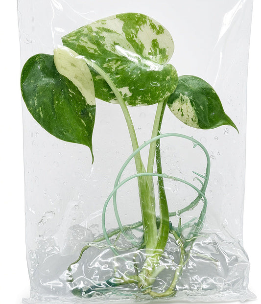 Monstera Deliciosa Jungle Mint Variegated tissue culture plantlet