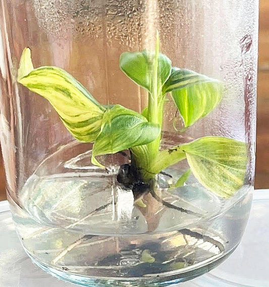 Musa Dwarf Cavendish Variegata tissue culture plantlet