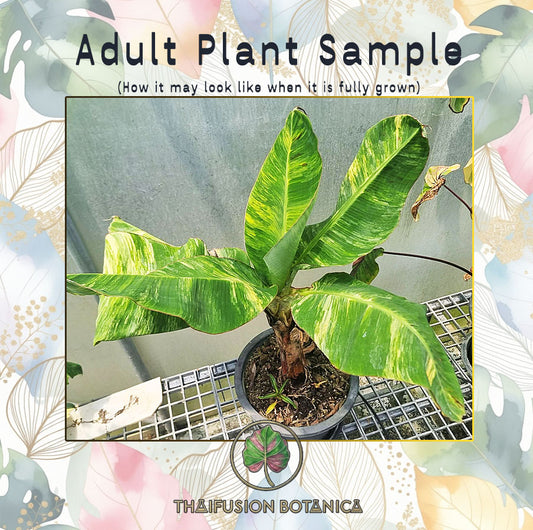 Musa Dwarf Cavendish Variegata adult plant sample