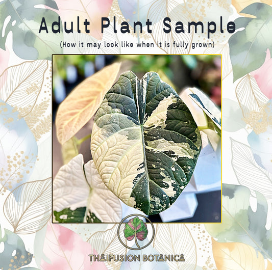 Alocasia Maharani Albo Variegated