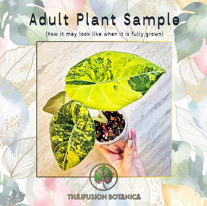 Alocasia Maharani Aurea Variegated