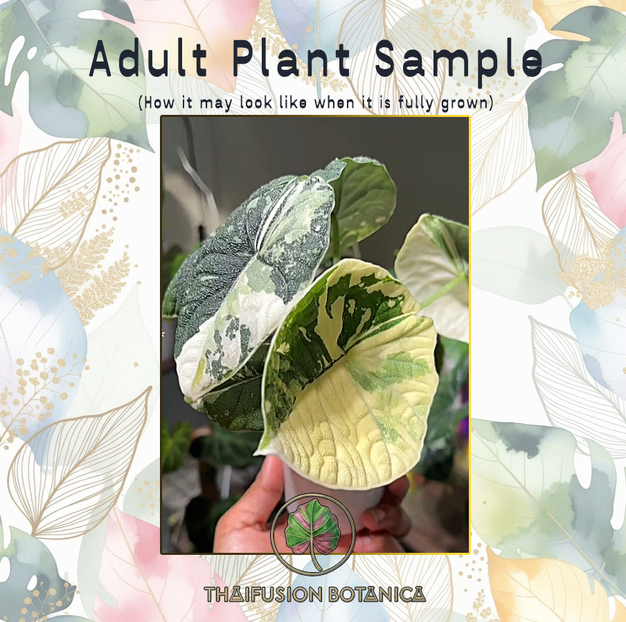 Alocasia Melo Albo Variegated