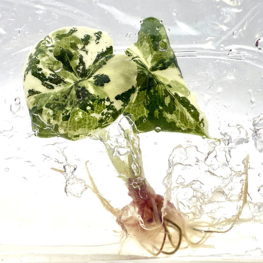 Alocasia Melo Albo Variegated