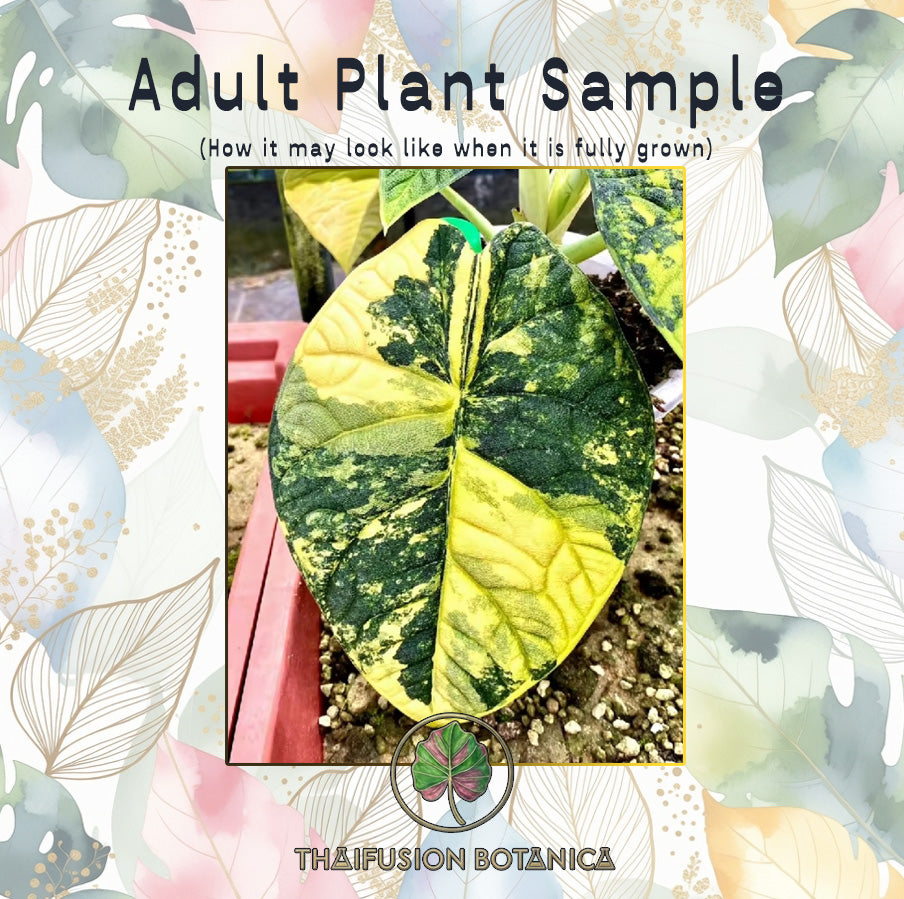 Alocasia Melo Aurea Variegated leaf showing thick textured green foliage with marbled gold variegation