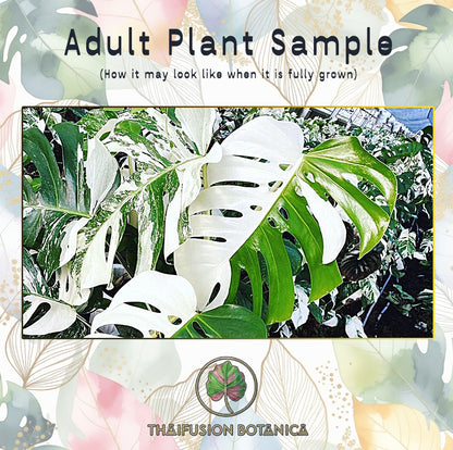 Monstera Borsigiana Albo Variegated