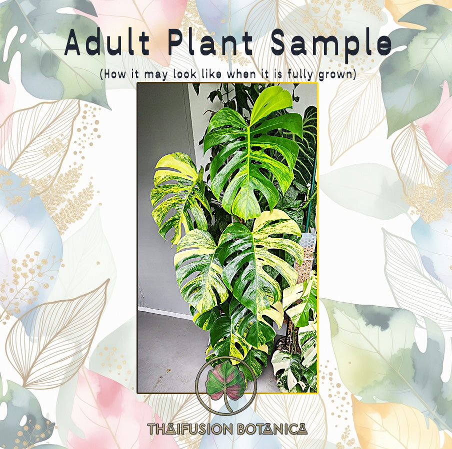 Monstera Borsigiana Aurea Variegated