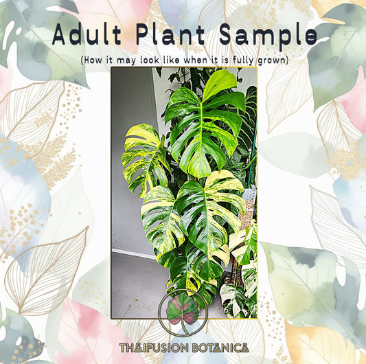 Monstera Borsigiana Aurea Variegated