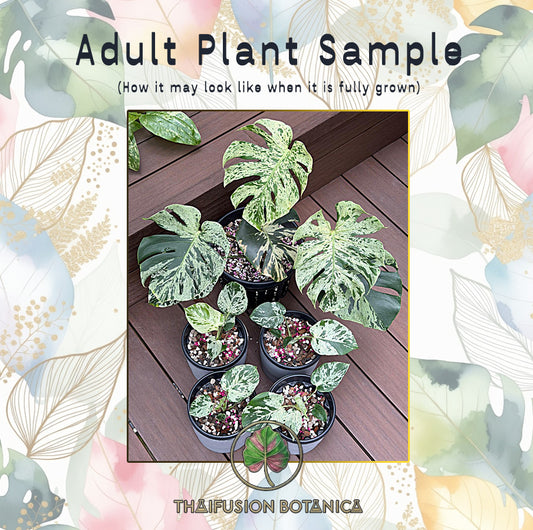 Monstera Deliciosa Bulbasaur Variegated