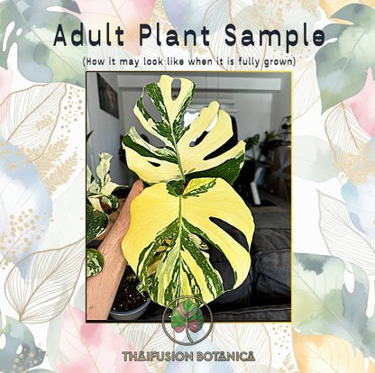 Monstera Deliciosa Crème Brûlée Variegated