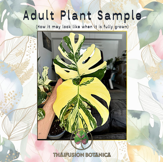 Monstera Deliciosa Crème Brûlée Variegated
