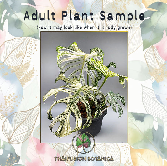 Monstera Deliciosa Devil Monster Variegated Tissue Culture Plantlet