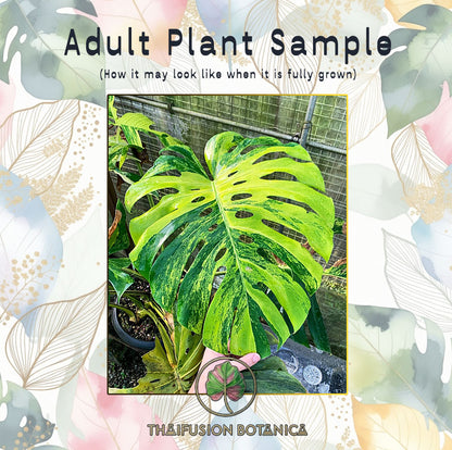 Monstera Deliciosa Green On Green Variegated