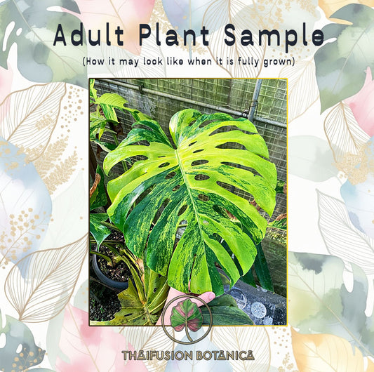 Monstera Deliciosa Green On Green Variegated