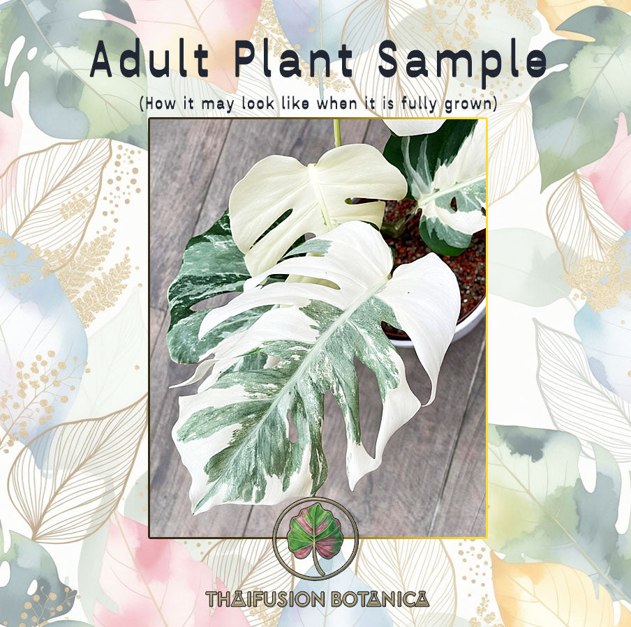Monstera Deliciosa White Lava Ghost