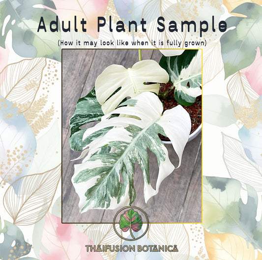 Monstera Deliciosa White Lava Ghost