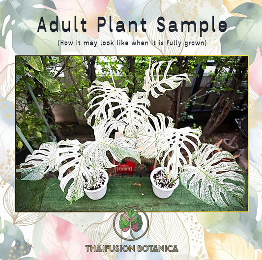 Monstera Deliciosa White Monster Variegated