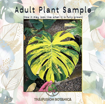 Monstera Deliciosa Yellow Marilyn Variegated