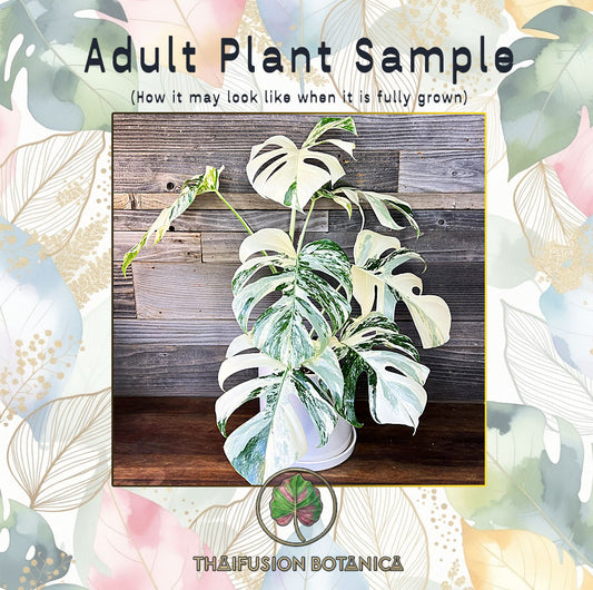 Monstera Borsigiana Albo Mutated (Ultra High) Variegated