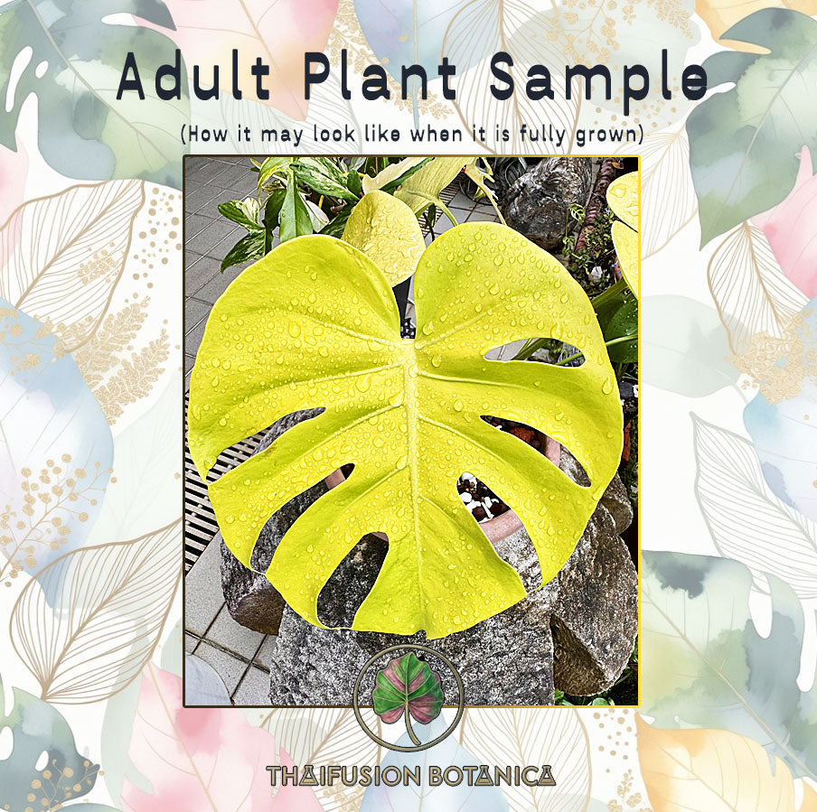 Monstera Deliciosa Banana Super Golden