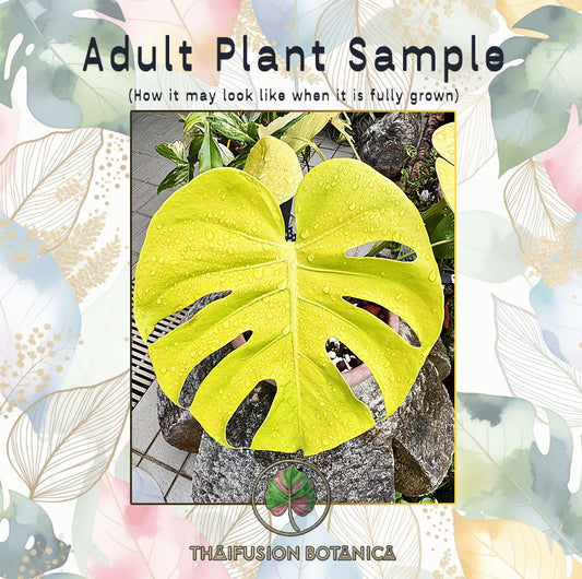 Monstera Deliciosa Banana Super Golden