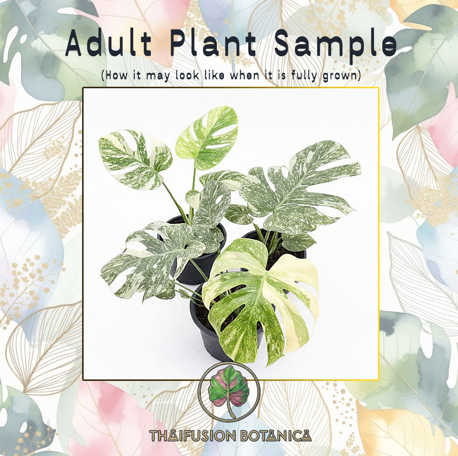 Monstera Deliciosa Green Snow