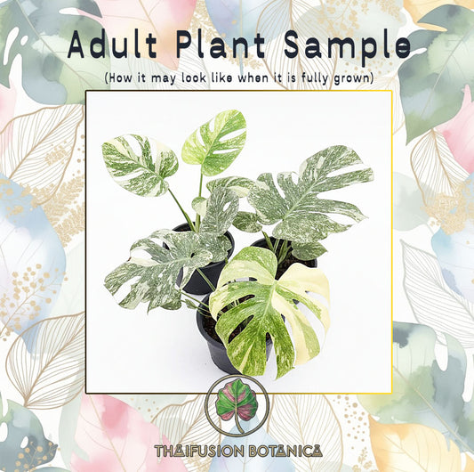 Monstera Deliciosa Green Snow