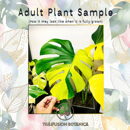 Monstera Deliciosa Lemon Lime