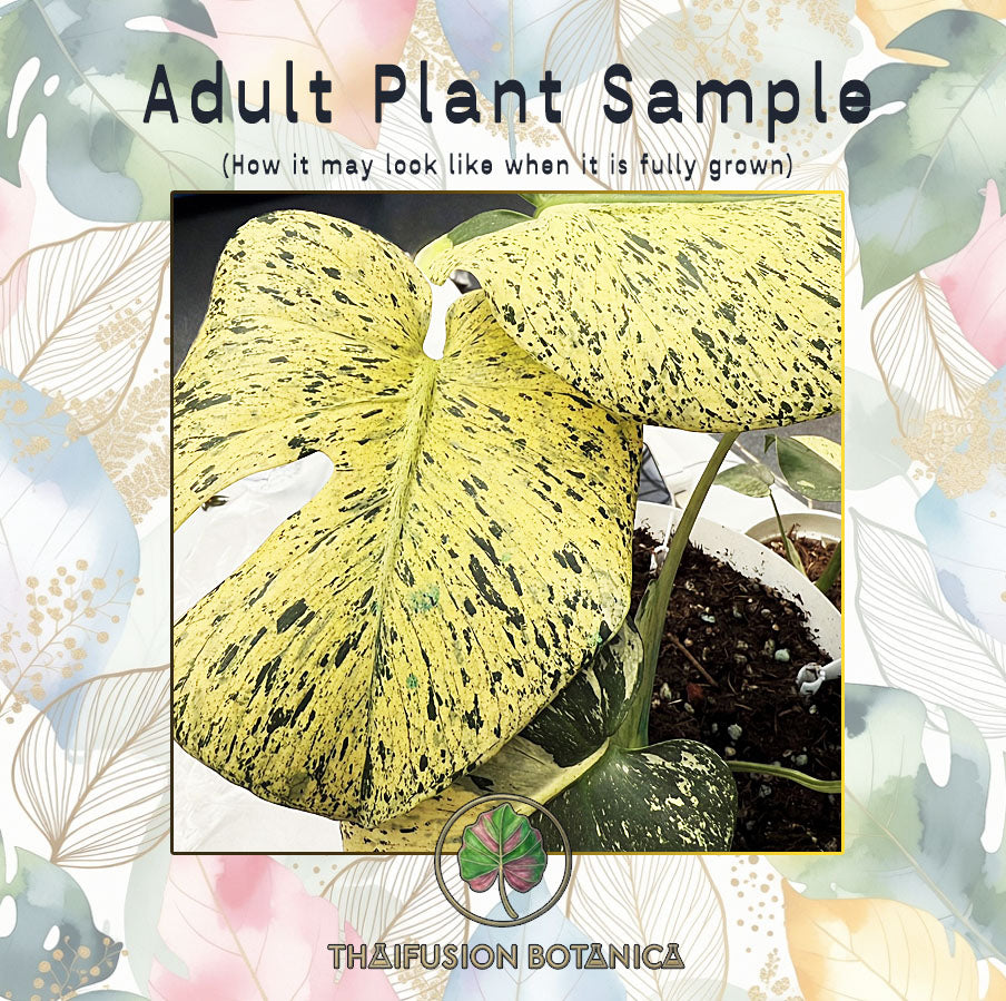 Monstera Deliciosa Star Shadow