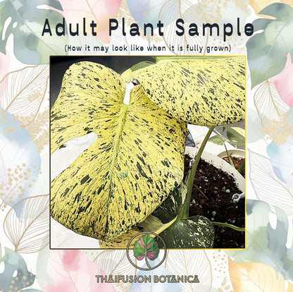 Monstera Deliciosa Star Shadow