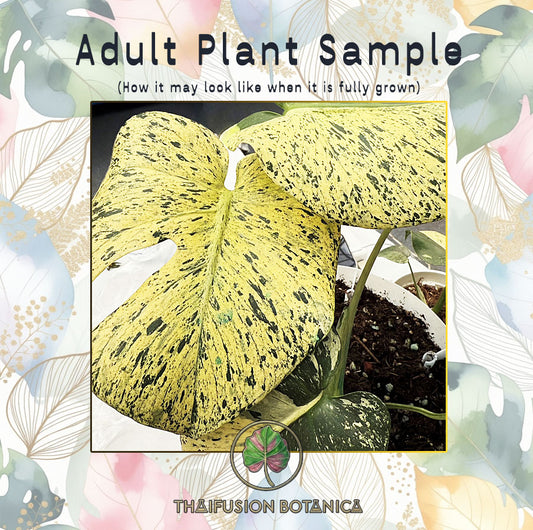 Monstera Deliciosa Star Shadow