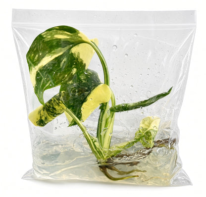 Monstera_Thai_Constellation_TC_Grade_A