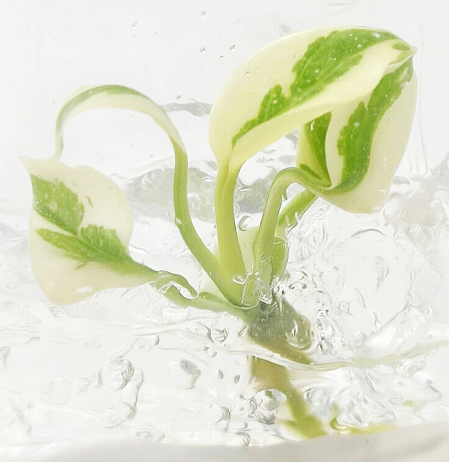 Monstera Deliciosa White Lava Ghost tissue culture plantlet with young cream-white and green leaves