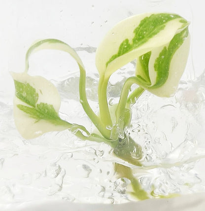 Monstera Deliciosa White Lava Ghost tissue culture plantlet with young cream-white and green leaves