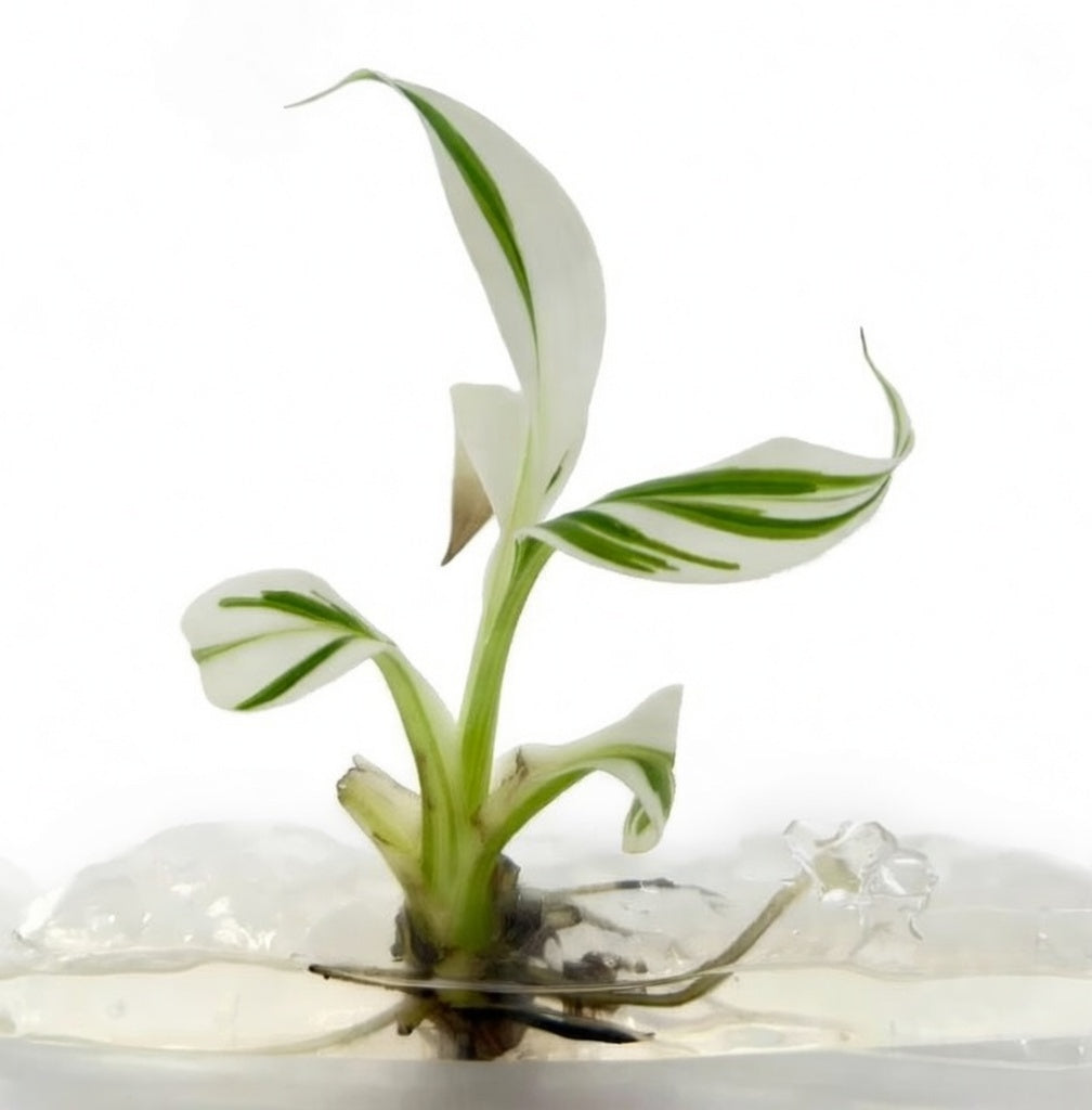 Musa Florida Tissue Culture