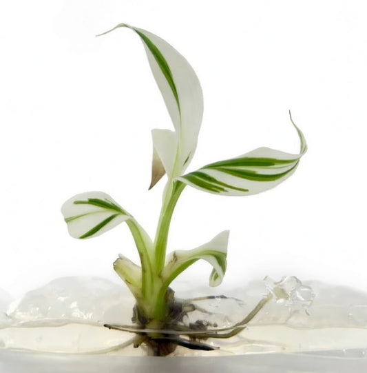 Musa Florida Tissue Culture