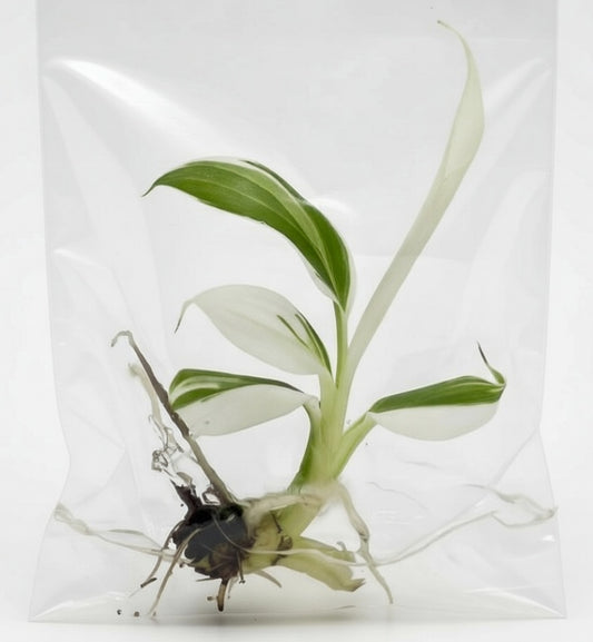 Musa Florida Tissue Culture