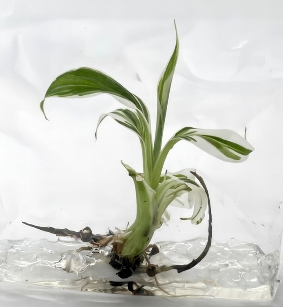 Musa Florida Tissue Culture