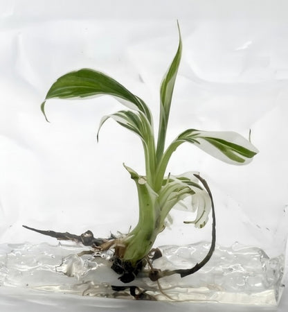 Musa Florida Tissue Culture