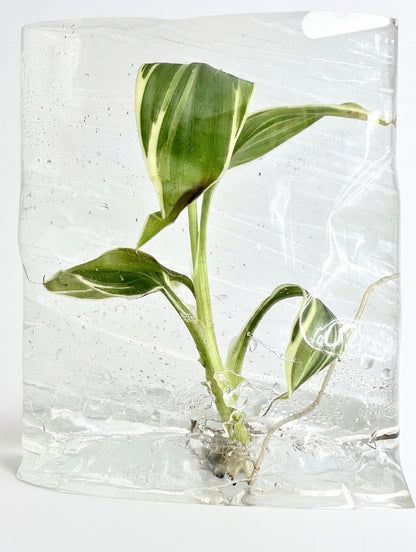 Musa Nono Tissue Culture